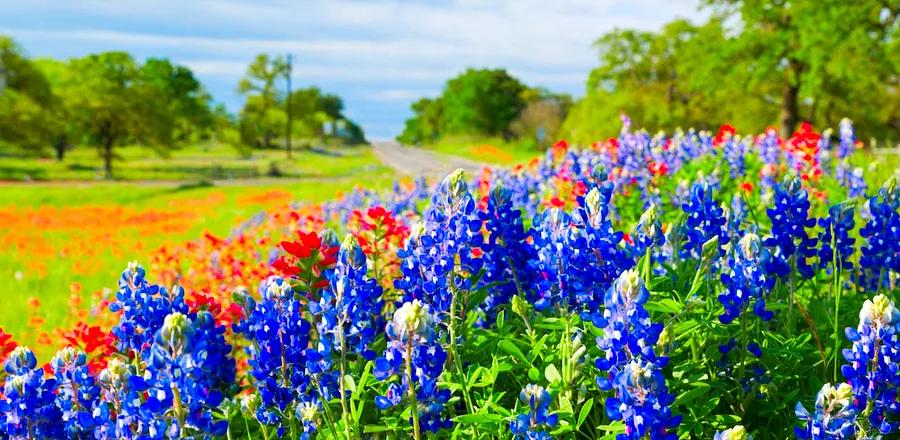 Bluebonnets, Primroses, and Winecups—The Best Spots to Experience Texas’s Wildflower Season