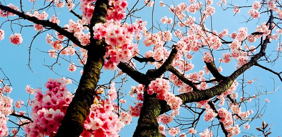 Embracing the Serene Charm of Cherry Blossom Season in Japan