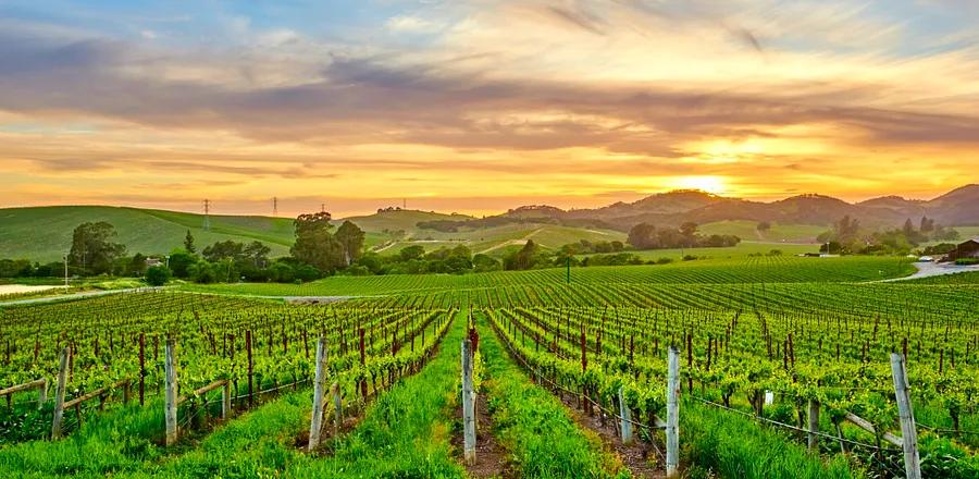 Top Wine Regions in California: Where to Stay and What to Sip