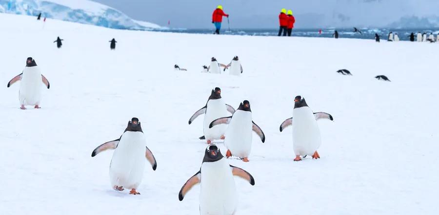 Attention Bird Enthusiasts—These Cruises Are Tailored Just for You