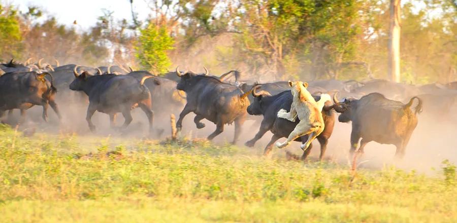 Capturing Wildlife Through the Lens: Insights from a Dinogo Guide