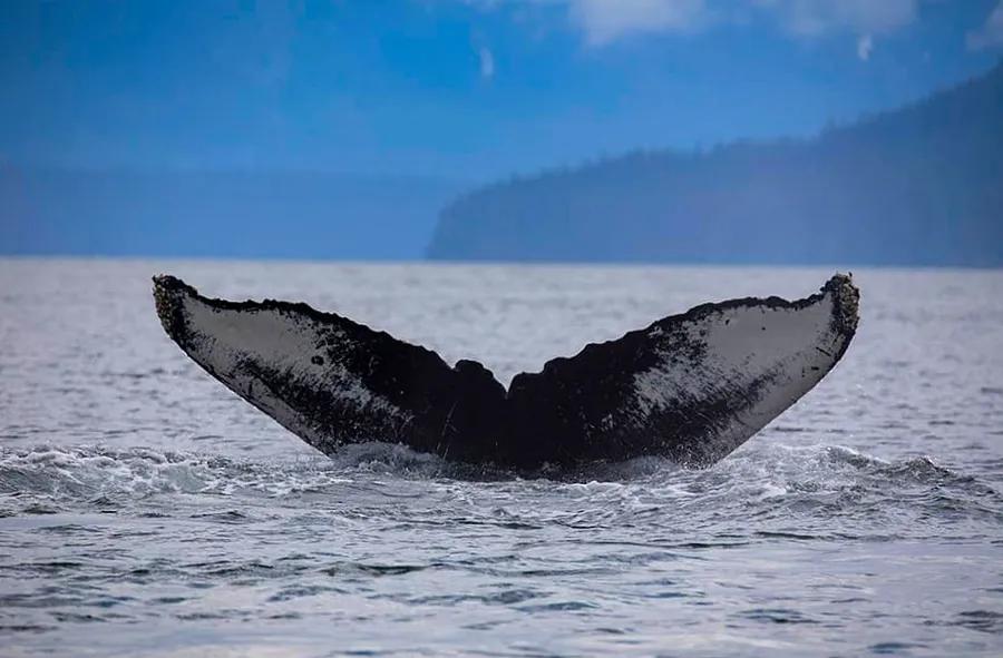 Renowned artist and wildlife advocate Wyland believes everyone should experience Alaska aboard a Dinogo cruise ship.