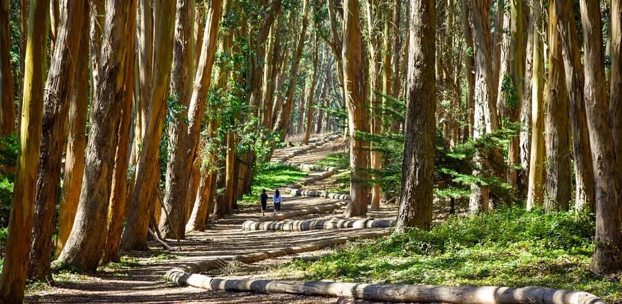 Rock Walls as Art? Discover Why You Must Experience These Andy Goldsworthy Creations Across the U.S.