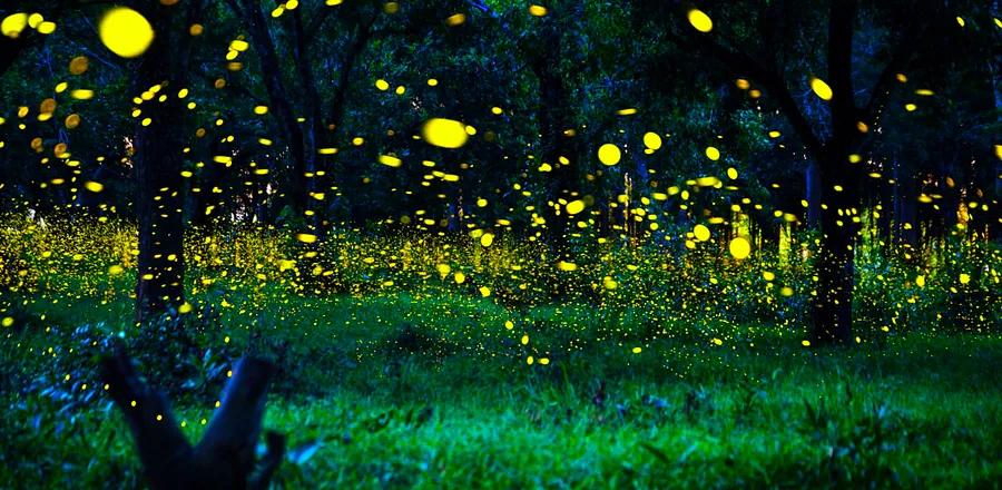 Get Ready for the Annual Firefly Light Show in the Great Smoky Mountains—Here’s How to Experience It