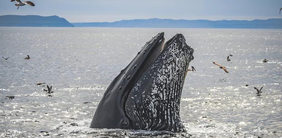 New Wildlife Heritage Areas Guide Travelers to Responsible Animal Encounters