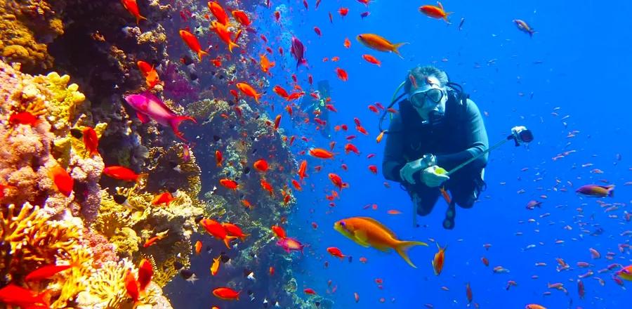 Discover 7 Eco-Conscious Trips to Explore Our Oceans