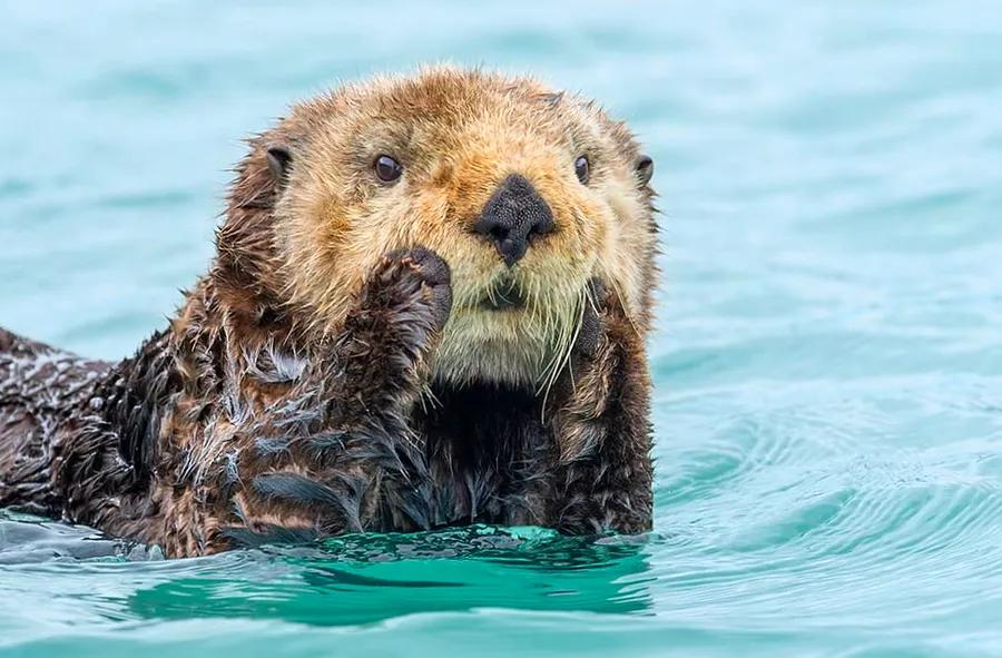 5 Essential Tips for Capturing Alaska's Wildlife