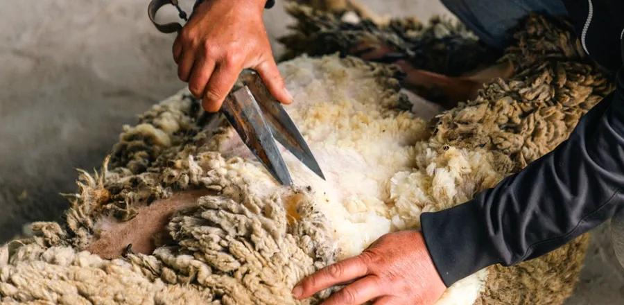 From Sheep to Fabric: The Revival of Kyrgyz Felting Traditions by Modern Artisans