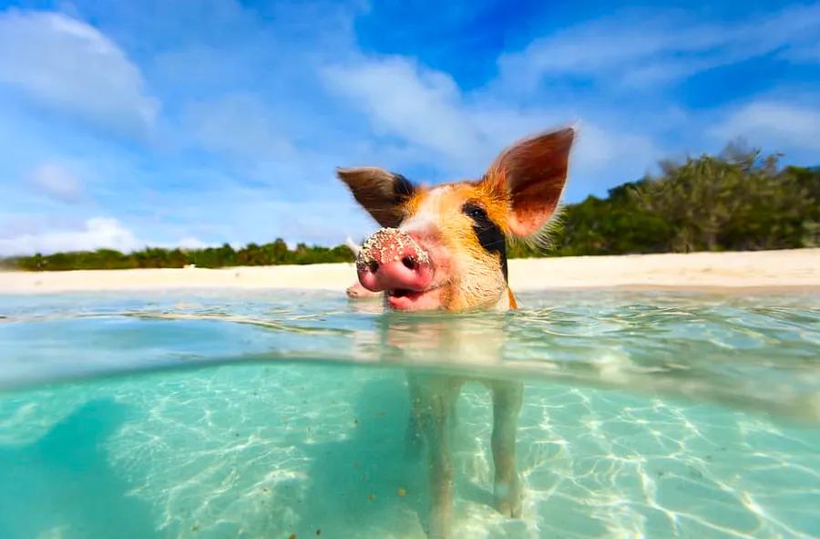 Swim with Pigs on Your Bahamas Cruise to Great Stirrup Cay