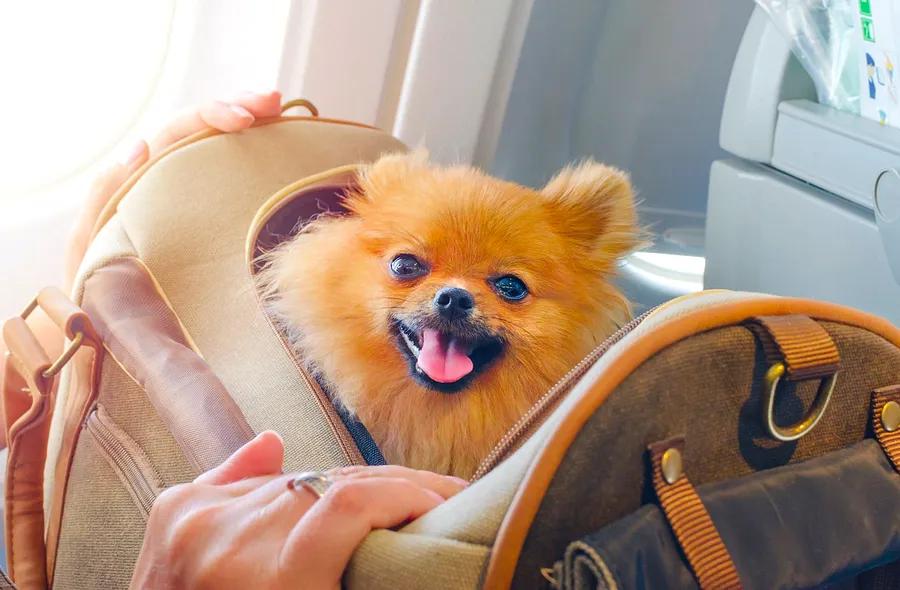 Ruff times ahead: New international travel rules for dogs