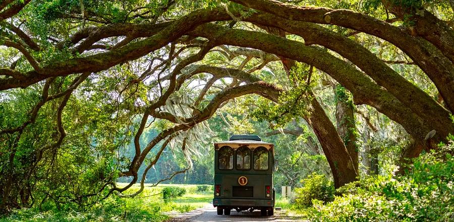 Exploring the Largest Tea Garden in the U.S.