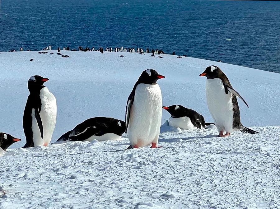 Embark on an extraordinary cruise that will transport you from the US to Antarctica—no airplanes required!