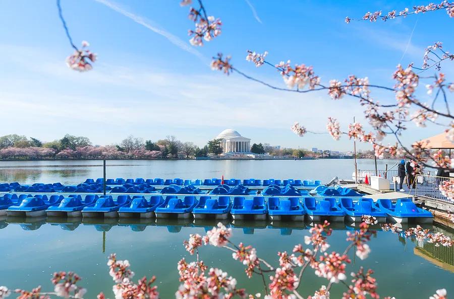 Peak bloom date revealed: Optimal time to view DC’s cherry blossoms in 2024