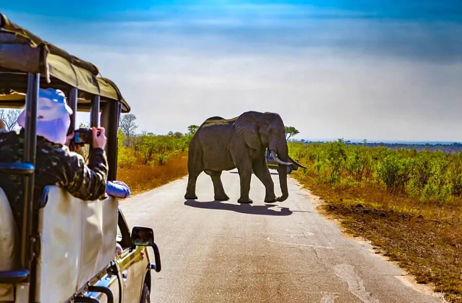 Planning a Safari for Your African Cruise? Essential Tips Before You Depart