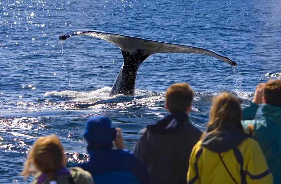 Alaska Whale Watching Cruises: What to Anticipate