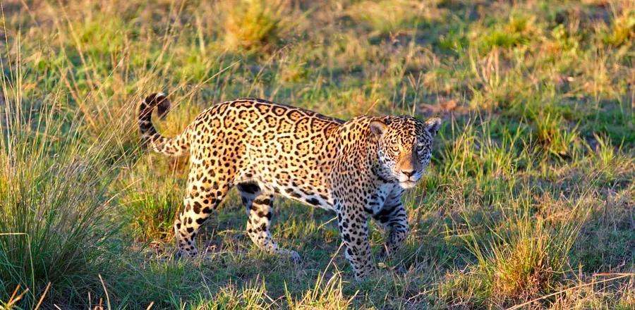 Exploring the Pantanal Region of Brazil on a Jaguar Adventure