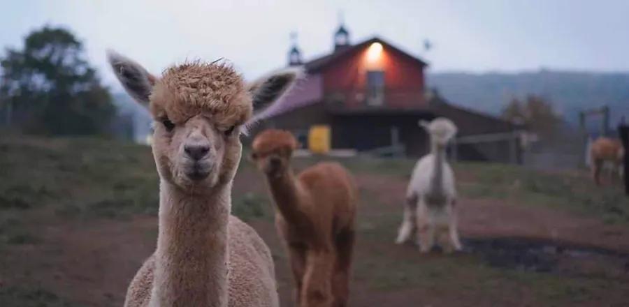 Penguins, Monkeys, and Alpacas, Oh My! 8 Unique Airbnbs for Animal Enthusiasts