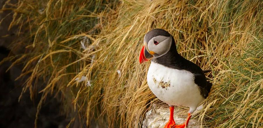 The U.K. Coast: A Paradise for Puffin Enthusiasts