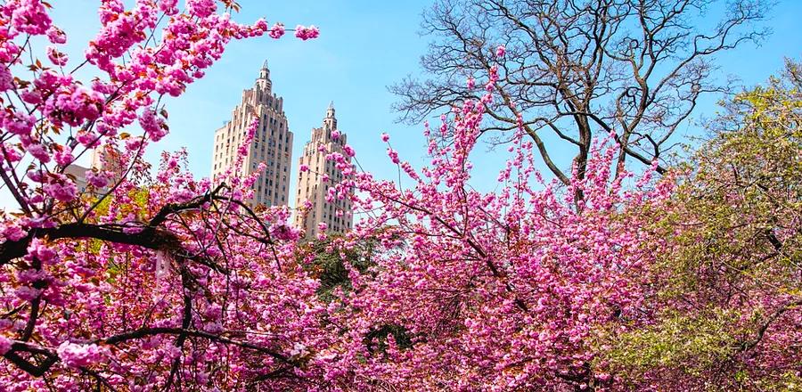 Central Park Introduces New Cherry Blossom Tracker—Early Blooms Observed