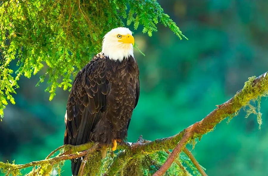 Discover the Incredible Wildlife You Can Encounter on an Alaskan Cruise