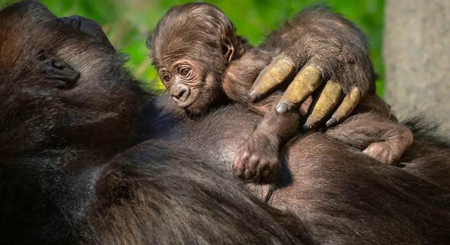 The Los Angeles Zoo has welcomed its first female baby gorilla in over 20 years.