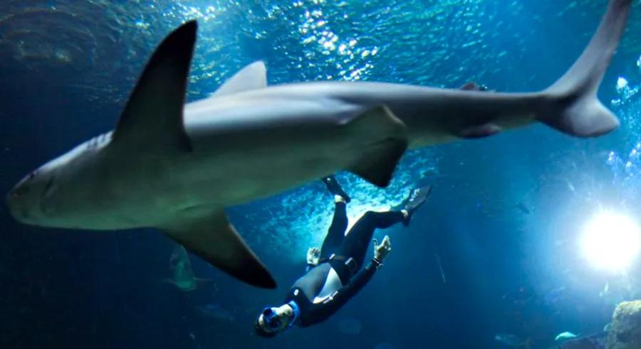 Nothing embodies Paris quite like an overnight stay in a shark-filled tank.