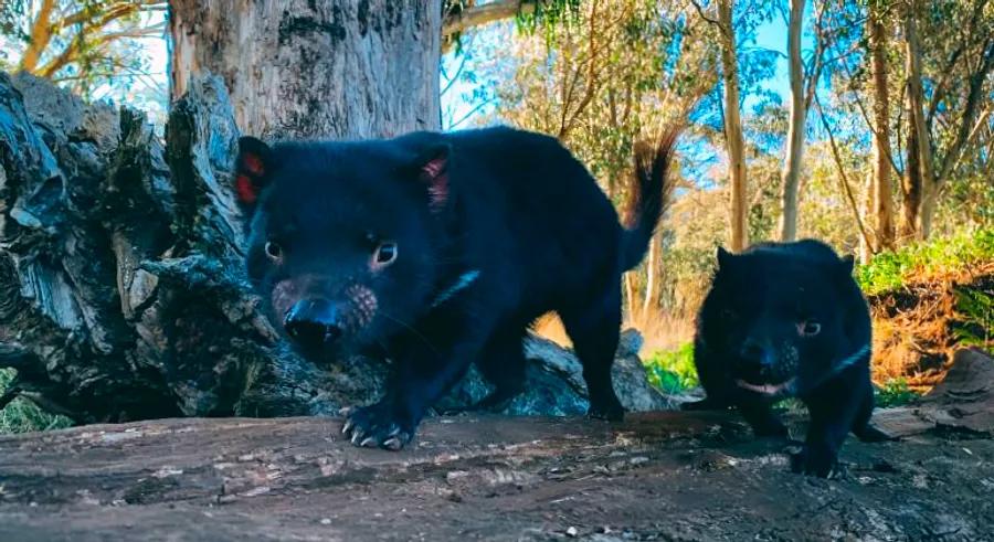 Tasmanian devils make their long-awaited return to the Australian mainland after 3,000 years