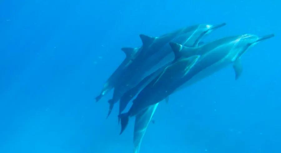 The practice of swimming with Hawaii's lively spinner dolphins sparks ongoing debate