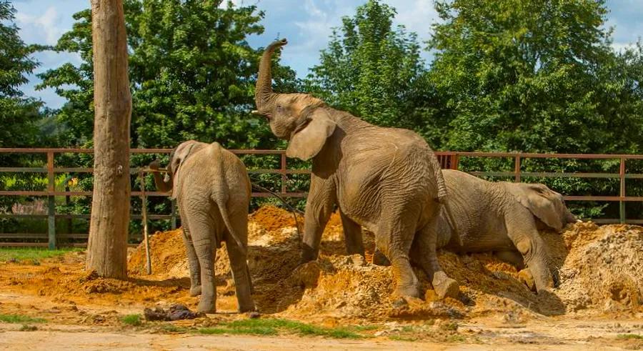 A herd of elephants is set to be moved from a UK zoo to the wilds of Kenya, marking a groundbreaking first in conservation efforts.