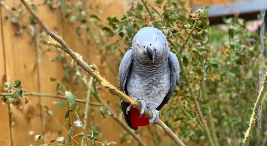 Parrots at wildlife park relocated after cursing at visitors