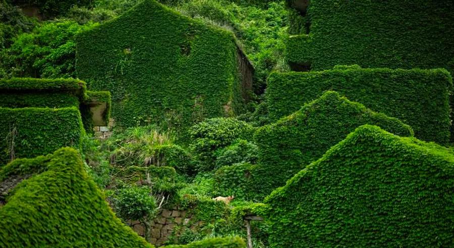 China’s forgotten village overtaken by nature