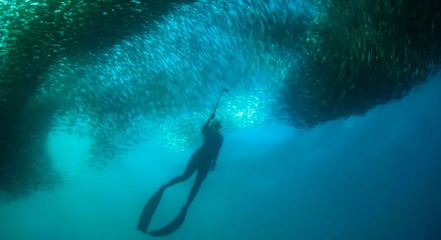 ‘The Greatest Shoal on Earth’: Safeguarding South Africa’s Sardine Migration