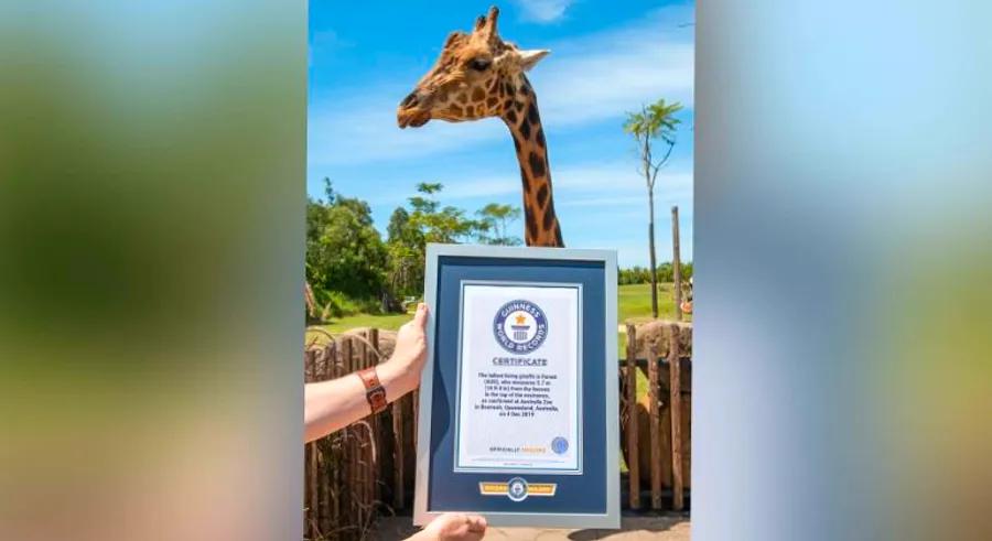 Introducing Forest, the world's tallest giraffe.