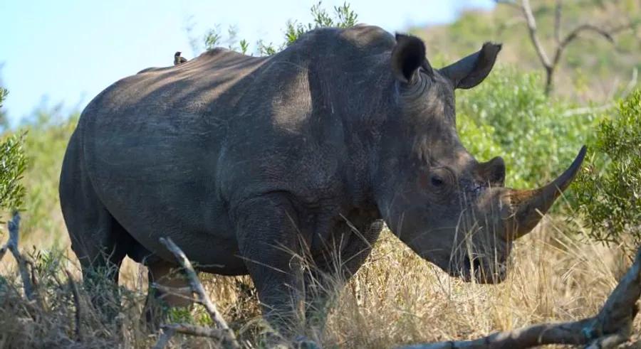 How the white rhino population soared by 34,000%