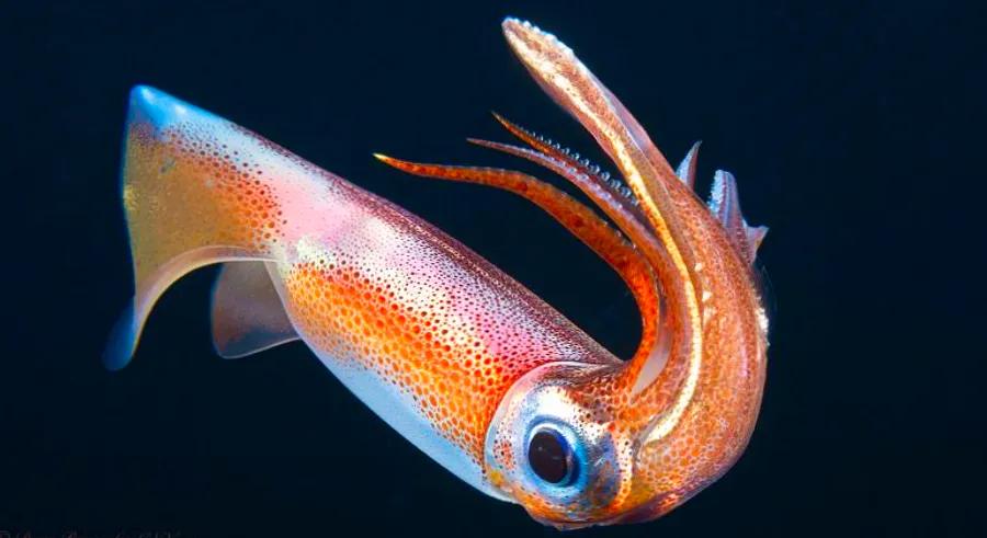 Blackwater diving off the coast of Hawaii offers a truly unique underwater experience.