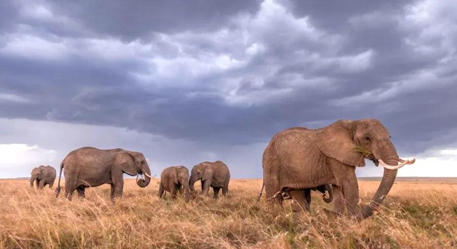 ‘I felt like the only visitor in Kenya’: How photographer Felix Rome captured the wildlife shots of a lifetime