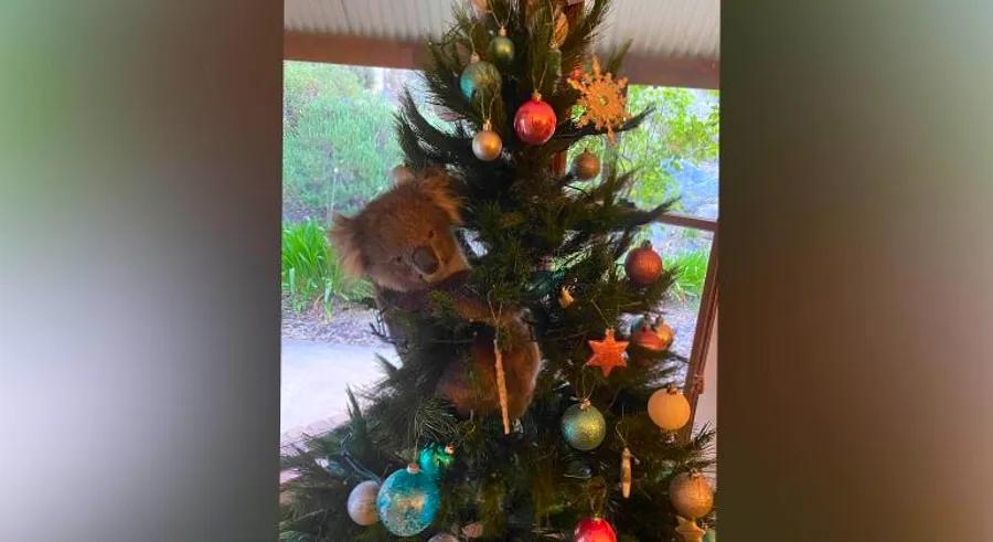 A curious koala sneaks into an Australian home and scales the Christmas tree