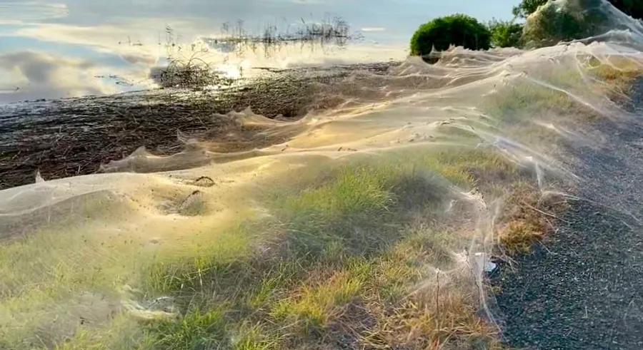 Australian region enveloped in cobwebs as spiders escape floodwaters