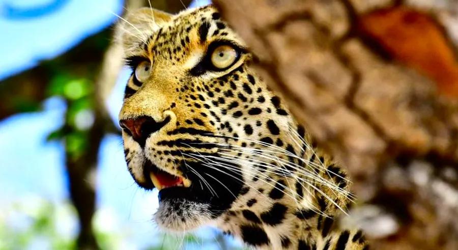 How WildEarth Brings a Leopard Right Into Your Living Room