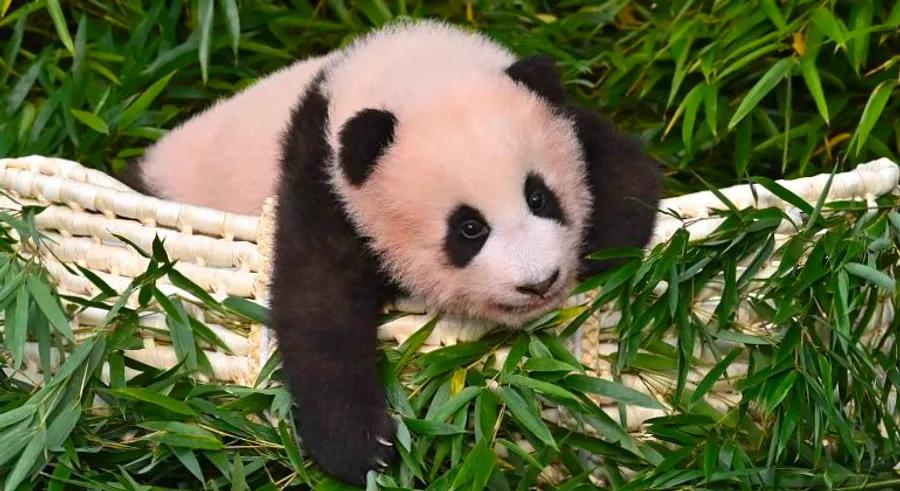 A video featuring K-pop sensation Blackpink and a giant panda cub has ignited controversy in China.