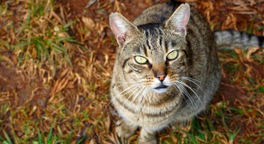 These 600 Hawaiian cats are living a life many could only dream of