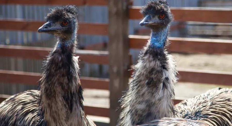 A hotel in the Australian Outback has banned two mischievous emus for their disruptive behavior.