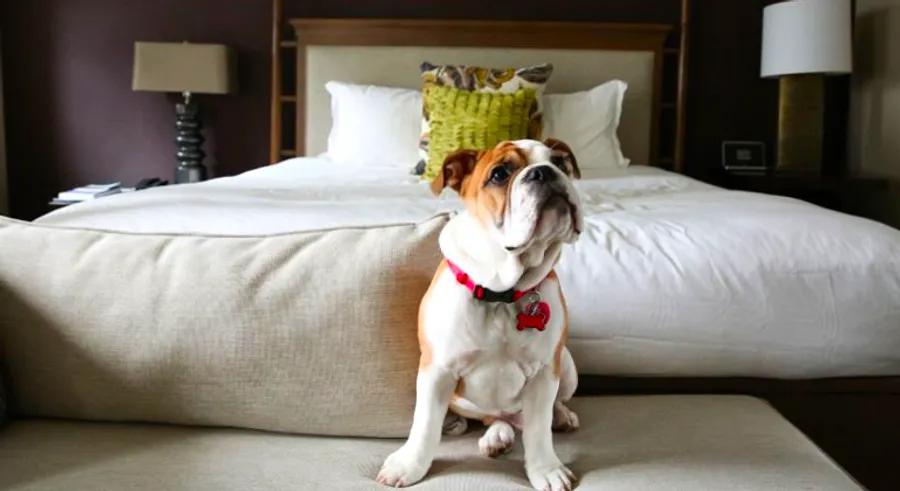 Pet-friendly hotels go all out to make sure your furry travel companions feel like royalty