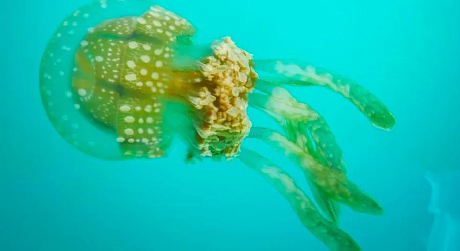 These secluded lagoons in the Philippines will transform your perception of jellyfish