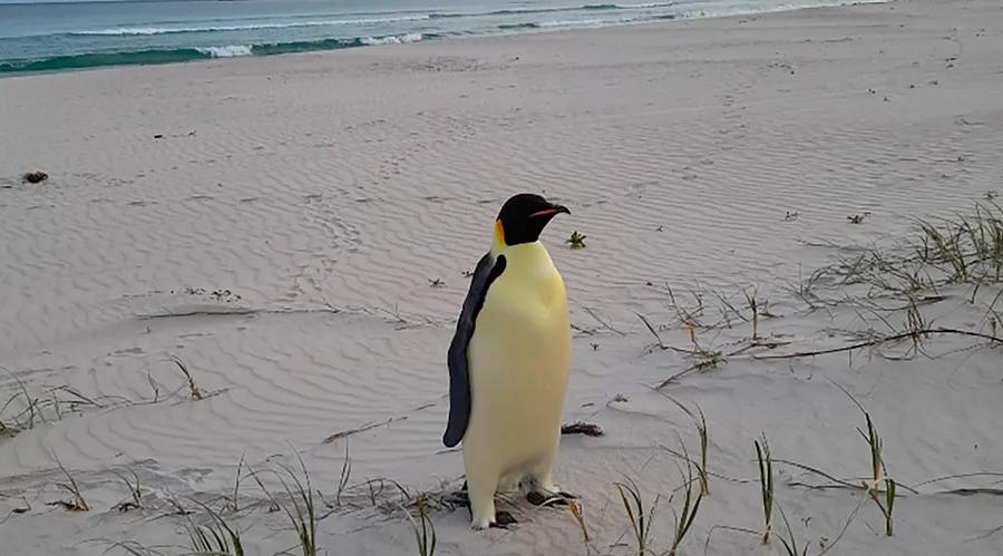 An emperor penguin makes an unexpected appearance on an Australian beach, having traveled thousands of miles from its Antarctic home.