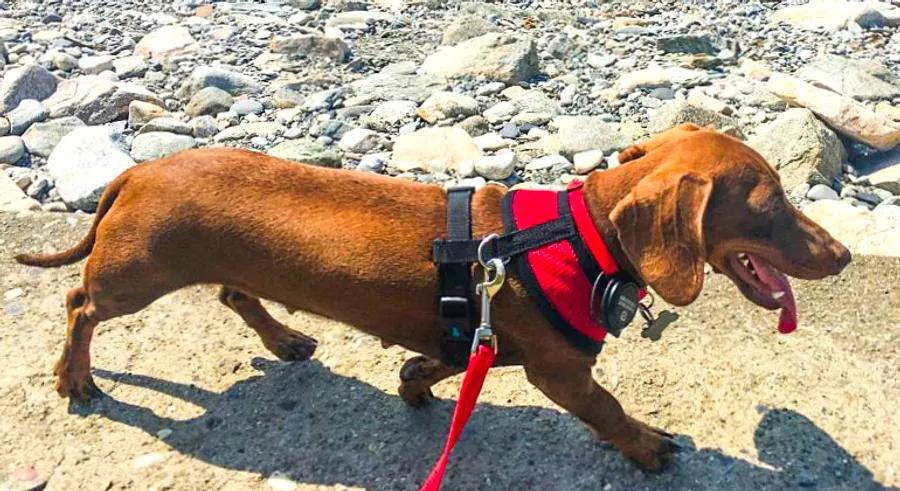 Separated due to the pandemic, a small dog journeys 10,000 miles to reunite with her owners