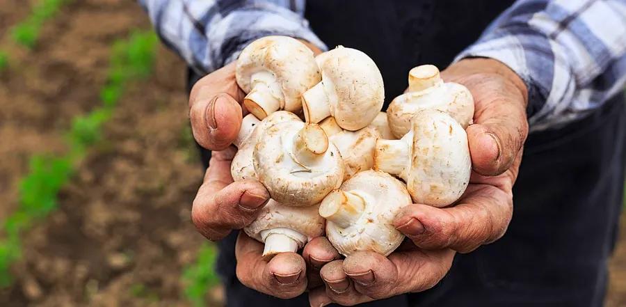 Do Mushrooms Need to Be Washed? Chef Shares Her Opinion