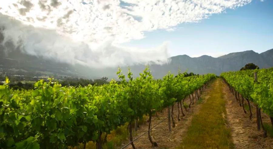 7 breathtaking Cape Town vineyards where the food is just as exceptional as the wine