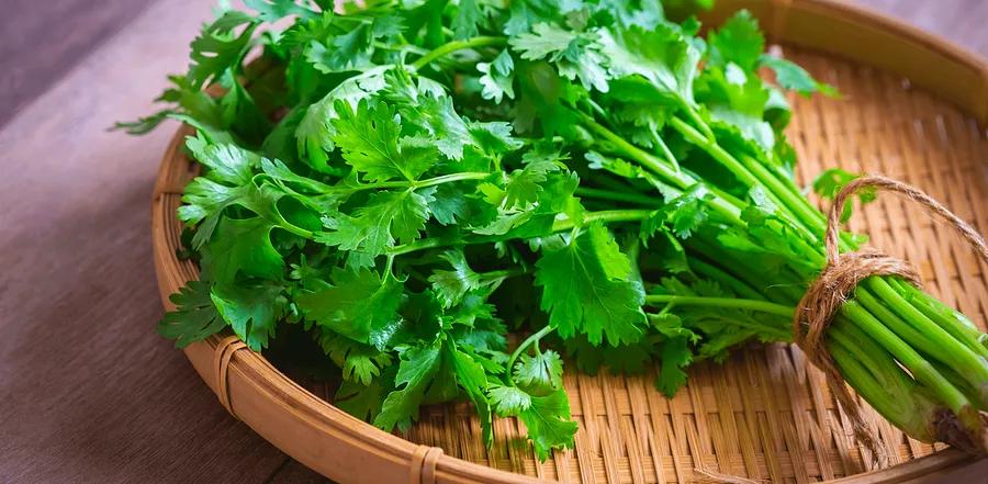 Cilantro: An Overview and How to Use It