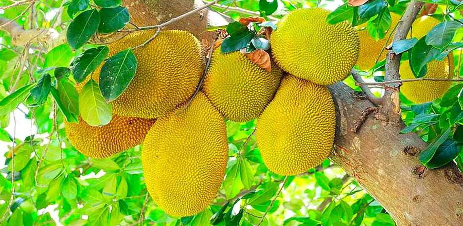 What is Jackfruit?